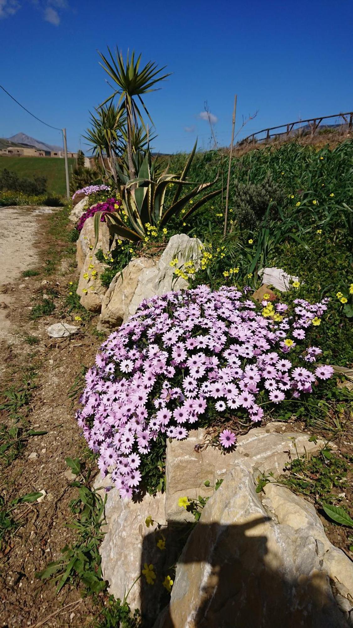 Helimos Bed&Breakfast Segesta Temple-Castellammare 칼라타피미 외부 사진